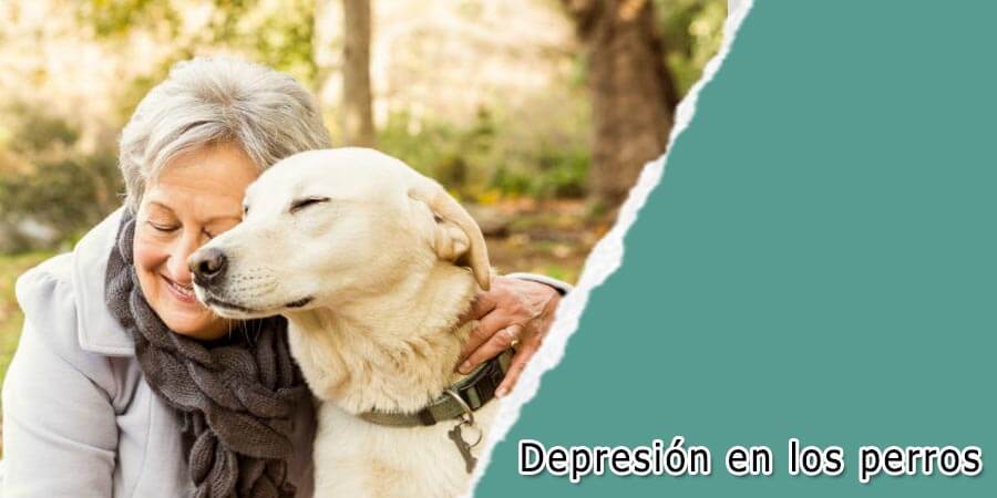 Depresión en los perros