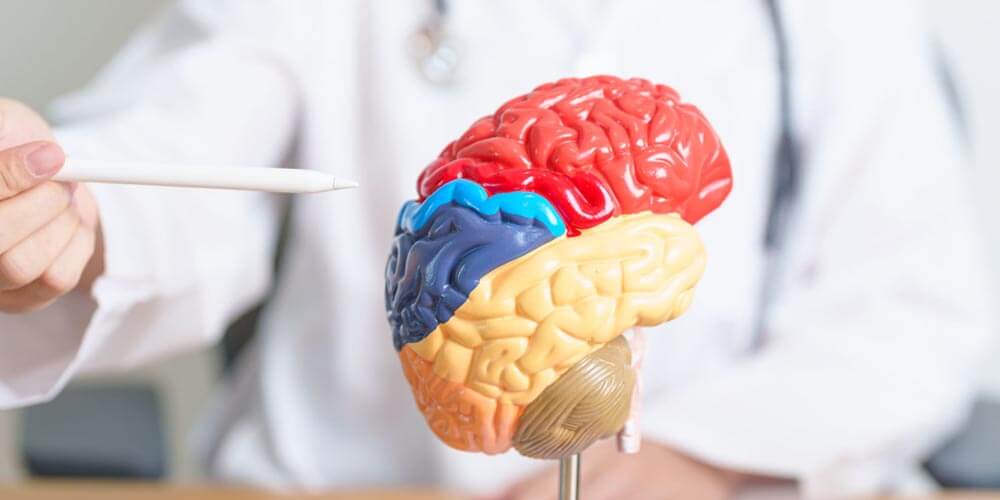 Clínica de neurología - importancia y servicios