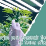 Consejos para consumir flores de CBD de forma eficaz y segura